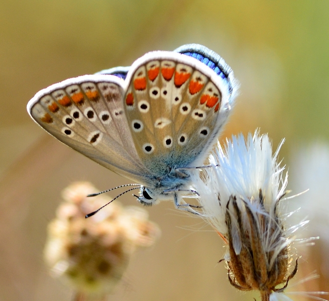 Aricia agestis